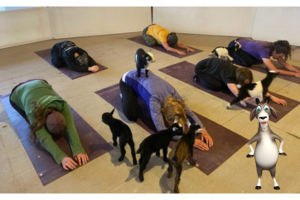 gigi-goat--goat-yoga-cedar-creek-ranch-illinois